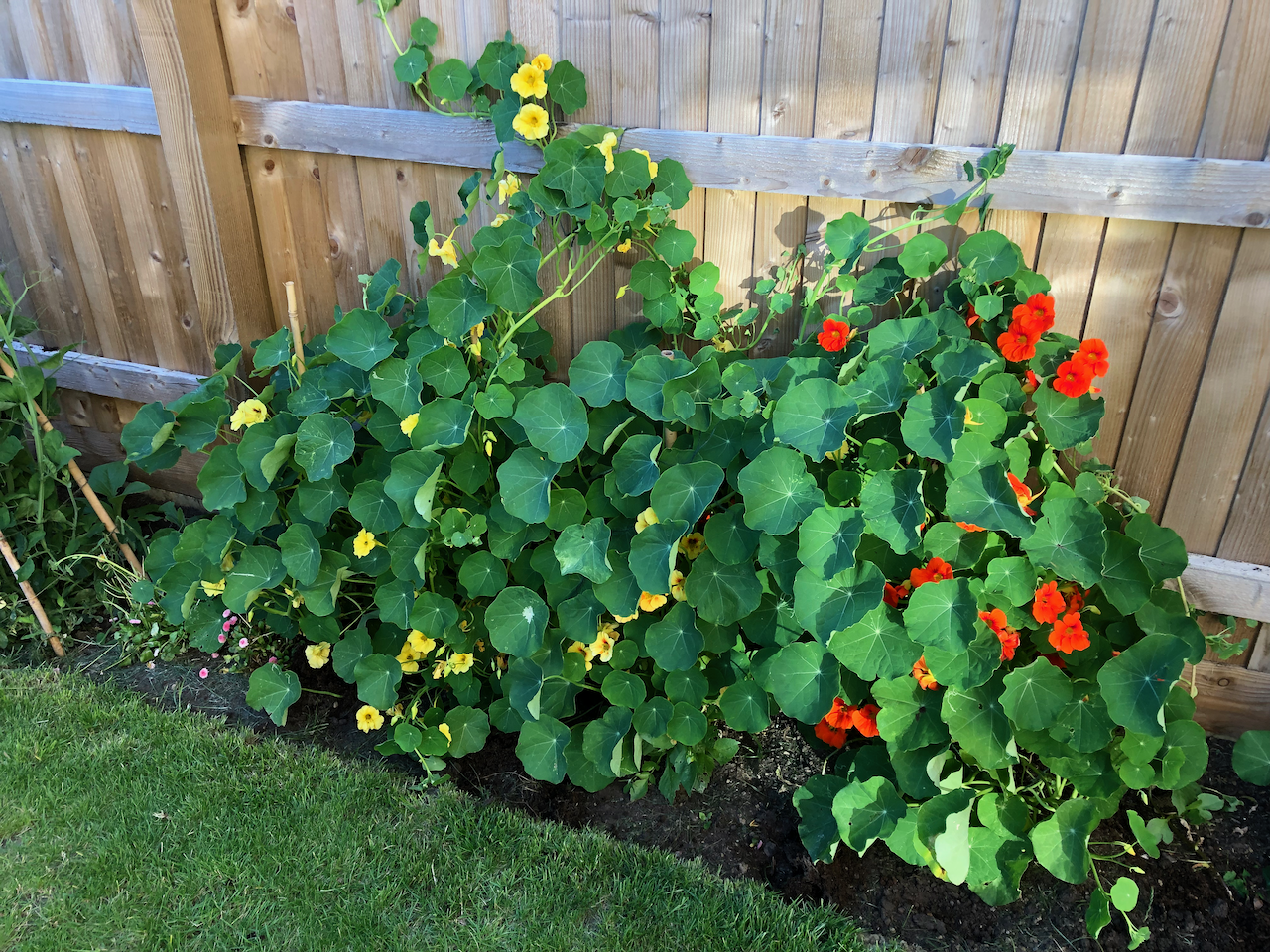 cat in righthand side of plain lawn