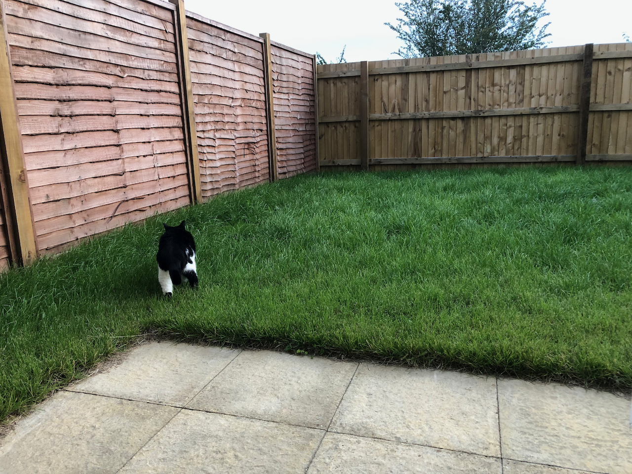 cat in lefthand side of plain lawn